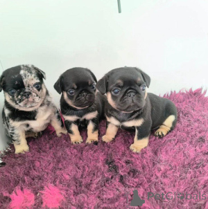 Zdjęcie №2 do zapowiedźy № 163075 na sprzedaż  mops - wkupić się Polska hodowca