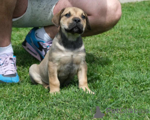 Dodatkowe zdjęcia: Boerboel (mastif południowoafrykański) szczenięta