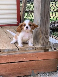 Zdjęcie №4. Sprzedam cavalier king charles spaniel w Londyn. prywatne ogłoszenie - cena - 1749zł