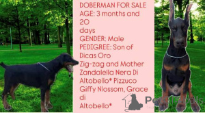 Zdjęcie №4. Sprzedam doberman w Obrenovac.  - cena - negocjowane