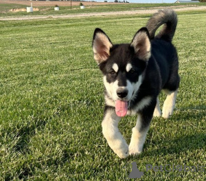 Zdjęcie №1. alaskan malamute - na sprzedaż w Salt Lake City | Bezpłatny | Zapowiedź №110087