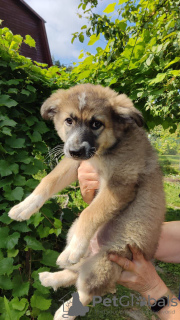 Zdjęcie №1. pies nierasowy - na sprzedaż w Москва | Bezpłatny | Zapowiedź №72141