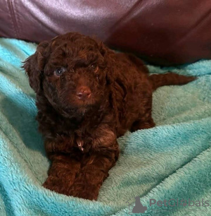 Zdjęcie №1. labradoodle, labrador retriever - na sprzedaż w Kolonia | negocjowane | Zapowiedź №127622