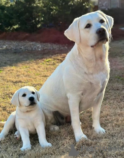 Zdjęcie №2 do zapowiedźy № 168075 na sprzedaż  labrador retriever - wkupić się Niemcy prywatne ogłoszenie