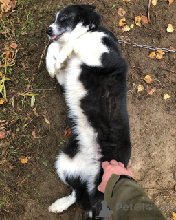 Zdjęcie №3. Nieustraszony mały strażnik w przygotowaniu.. Finlandia