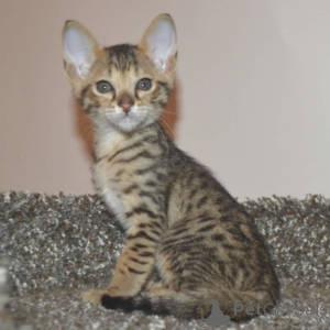 Zdjęcie №3. Chatons Savannah dostępne à la vente.. Belgia