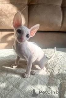 Zdjęcie №3. Dostępne kocięta Cornish Rex zarejestrowane w TICA. Islandia