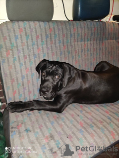 Zdjęcie №2 do zapowiedźy № 77437 na sprzedaż  cane corso - wkupić się Polska prywatne ogłoszenie