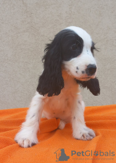 Dodatkowe zdjęcia: Cocker spaniel angielski szczenięta