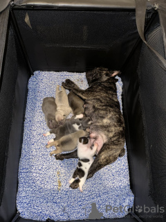 Zdjęcie №3. Französische Bulldogge Welpen KC Rejestr. Niemcy