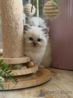 Zdjęcie №3. Puszyste, rasowe kocięta Ragdoll szukają kochającej rodziny. Niemcy