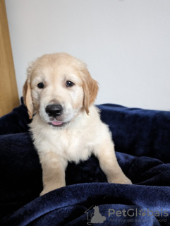 Zdjęcie №2 do zapowiedźy № 104122 na sprzedaż  golden retriever - wkupić się Niemcy prywatne ogłoszenie