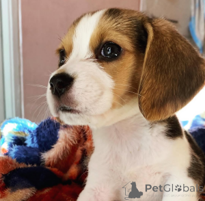 Zdjęcie №4. Sprzedam  w Toronto.  - cena - 2780zł