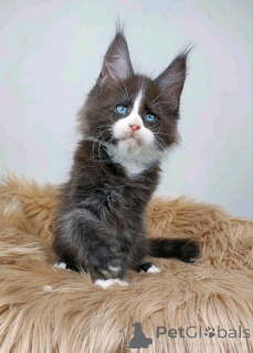 Zdjęcie №3. Zwierzak domowy. USA