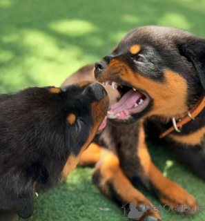Zdjęcie №3. Skontaktuj się z Rottweiler-Welpen zu verkaufen... WhatsApp 44 7453 907158. Niemcy
