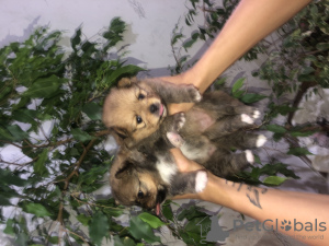 Zdjęcie №2 do zapowiedźy № 23570 na sprzedaż   - wkupić się Białoruś prywatne ogłoszenie