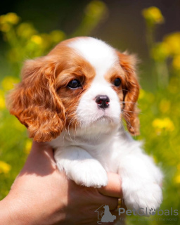 Zdjęcie №2 do zapowiedźy № 80864 na sprzedaż  cavalier king charles spaniel - wkupić się Niemcy prywatne ogłoszenie