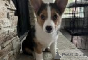 Zdjęcie №1. welsh corgi - na sprzedaż w Berlin | Bezpłatny | Zapowiedź №126265