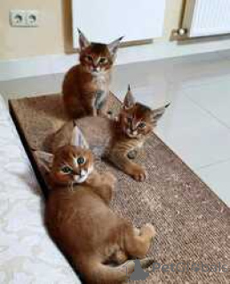 Zdjęcie №1. caracal - na sprzedaż w Nuuk | negocjowane | Zapowiedź № 169484