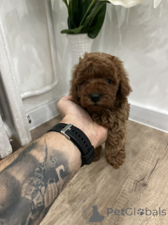 Zdjęcie №3. Najwyższej jakości pudel zabawkowy. Serbia