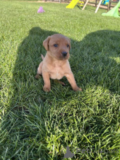 Zdjęcie №4. Sprzedam labrador retriever w Manchester. hodowca - cena - negocjowane