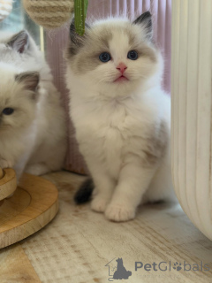 Zdjęcie №2 do zapowiedźy № 170004 na sprzedaż  ragdoll - wkupić się Niemcy hodowca