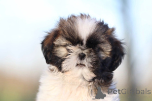 Zdjęcie №3. Uroczy chiot Shih Tzu jako donner. Francja