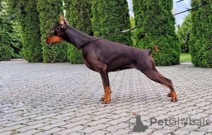 Dodatkowe zdjęcia: Doberman KSU/FCI