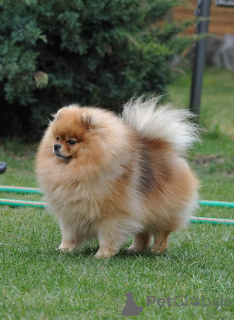 Zdjęcie №3. Pomeranian Spitz LKD/FCI Puppy. Austria