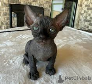 Zdjęcie №3. Sphynx-Kätzchen zu verkaufen. Francja