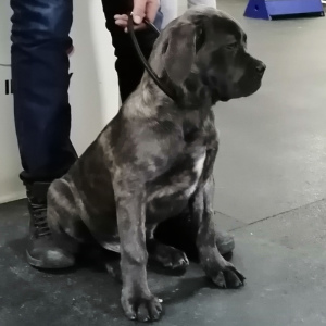 Dodatkowe zdjęcia: Włoska Cane Corso