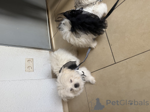 Zdjęcie №4. Sprzedam szpic niemiecki w Zweibrücken.  - cena - negocjowane