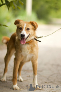 Zdjęcie №3. Pies Asya szuka domu!. Federacja Rosyjska