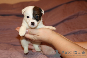 Zdjęcie №1. jack russell terrier - na sprzedaż w Petersburg | negocjowane | Zapowiedź №4451