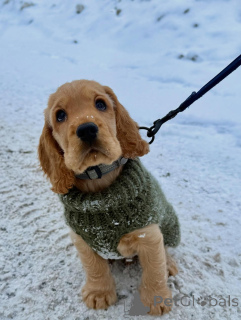 Zdjęcie №1. cocker spaniel angielski - na sprzedaż w Berlin | negocjowane | Zapowiedź №163761