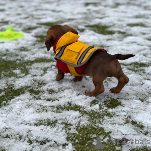 Zdjęcie №3. 2 3 Jamnik standardowy Psy i suczki Szczenięta do adopcji. Niemcy