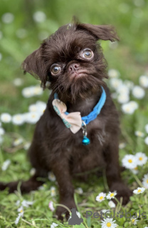 Zdjęcie №3. Bruksel Griffon Chocolate. Serbia