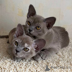 Zdjęcie №1. kot burmski - na sprzedaż w Hanau | negocjowane | Zapowiedź № 159553