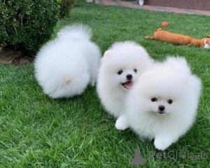 Zdjęcie №1. szpic miniaturowy - na sprzedaż w Lizbona | negocjowane | Zapowiedź №126857