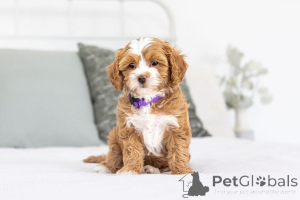 Zdjęcie №1. labradoodle - na sprzedaż w Bazylea | negocjowane | Zapowiedź №155594