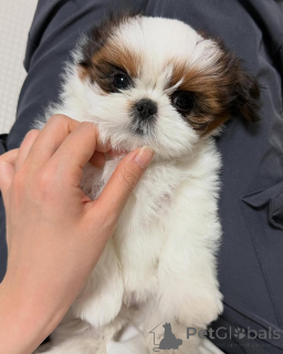 Zdjęcie №1. shih tzu - na sprzedaż w Delmenhorst | negocjowane | Zapowiedź №173337