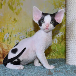 Zdjęcie №1. devon rex - na sprzedaż w Helsinki | 2392zł | Zapowiedź № 160871