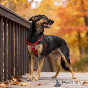 Zdjęcie №2 do zapowiedźy № 156933 na sprzedaż  pies nierasowy - wkupić się Federacja Rosyjska prywatne ogłoszenie