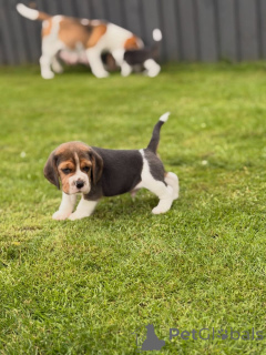 Zdjęcie №3. Entzückende Beagle-Welpen suchen einliebevolles Zuhause!. Niemcy