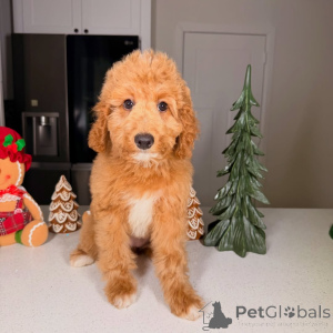 Zdjęcie №3. Bentley uroczy, mądry i pełen miłości! Ten szczęśliwy chłopiec jest dowodem na. Finlandia