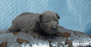 Dodatkowe zdjęcia: Tajskie szczenięta ridgeback