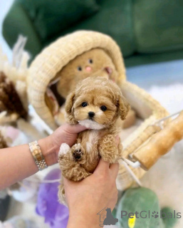 Zdjęcie №2 do zapowiedźy № 138055 na sprzedaż  pudel (zabawka) - wkupić się Hiszpania hodowca