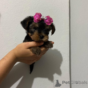 Zdjęcie №2 do zapowiedźy № 174924 na sprzedaż  yorkshire terrier - wkupić się Republika Czeska hodowca