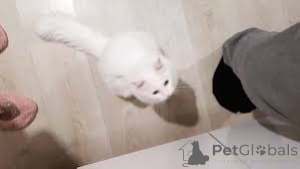 Zdjęcie №3. Chatons Angora turcs à vendre. Francja