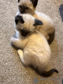 Zdjęcie №1. kot syjamski - na sprzedaż w Herdecke | 1674zł | Zapowiedź № 148375